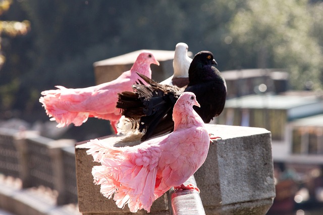 欧洲赛场上 欧洲赛场上