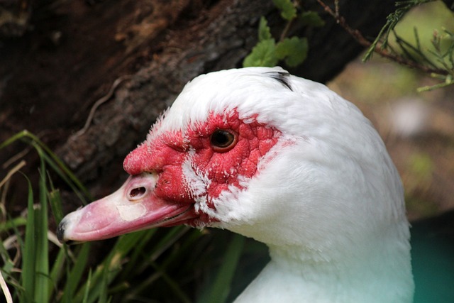 战术布局 战术布局